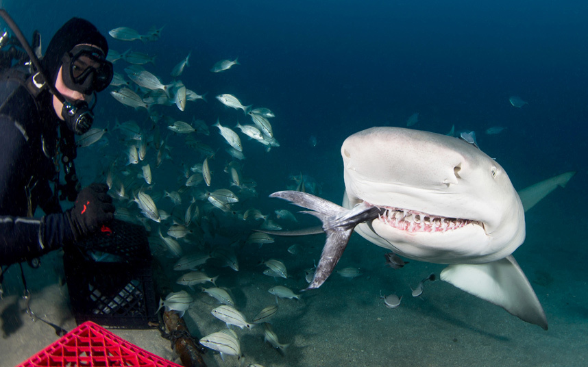 Кормление акул у берегов Флориды