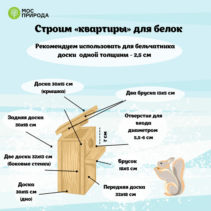 Как помочь белкам пережить зиму: советы Мосприроды. Официальный сайт Мэра Москвы