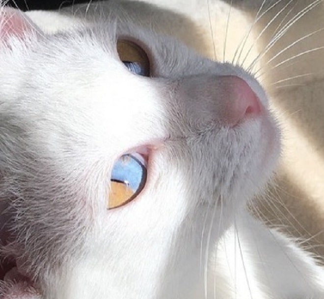 Кошка с необычными глазами