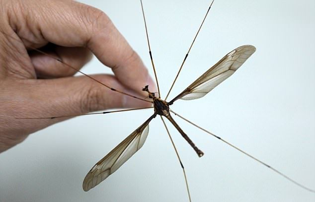 В Китае нашли комара размером с ладонь Представьте, особей, отнесен, энтомологами, семейству, долгоножек, Holorusia, mikado, Вообщето, обнаружен, британскими, учеными, таких, крупных, встречалиНайденный, сантиметровНеобычный, экземпляр, отправился, Музей, насекомых