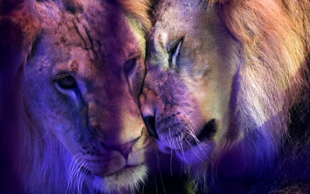 Животные в фотографиях