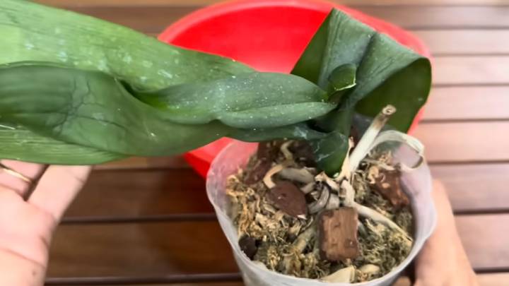 «Вверх тормашками» — метод, который помог многим орхидеям, поможет и вашей комнатные растения,цветоводство