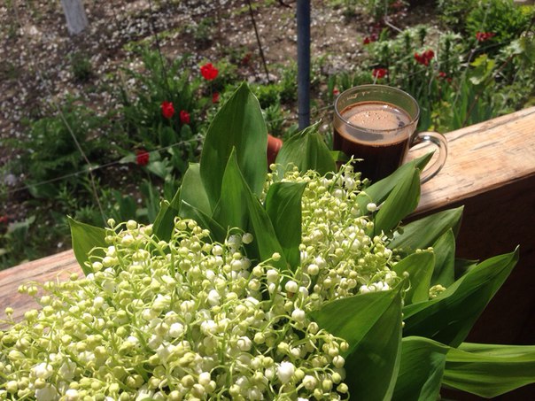 Хроники дачного сторожа