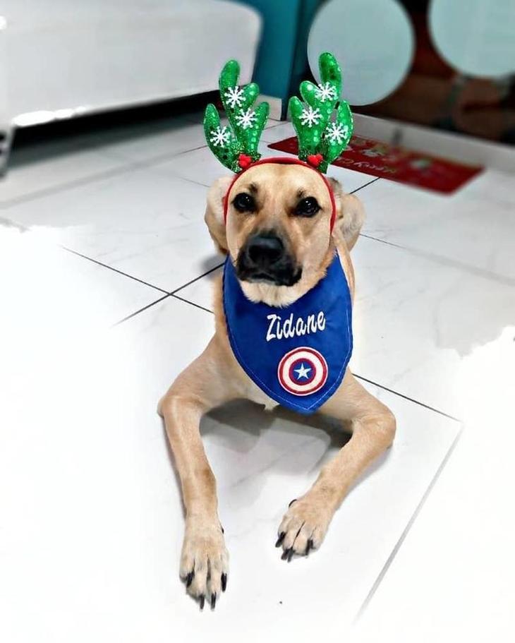 20 вещей, которые вам 100% знакомы, если у вас есть собака 20 вещей, которые вам 100% знакомы, если у вас есть собака