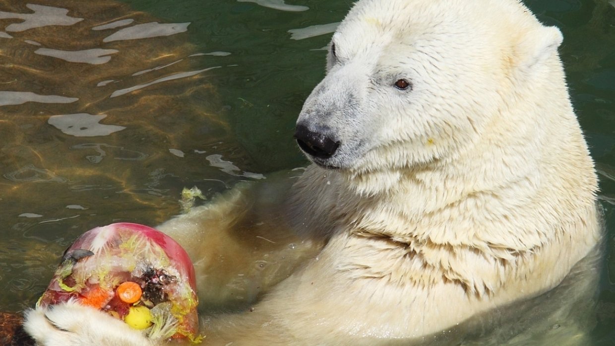 Медвежонок Снежинка переберется из Якутии в Петербург к своей бабушке
