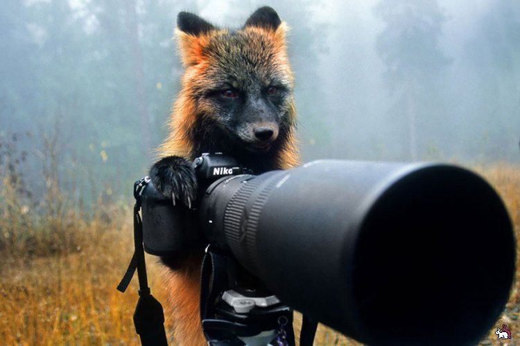 Животные - фотографы животные, фотографы
