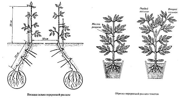 Схема высадки томатов