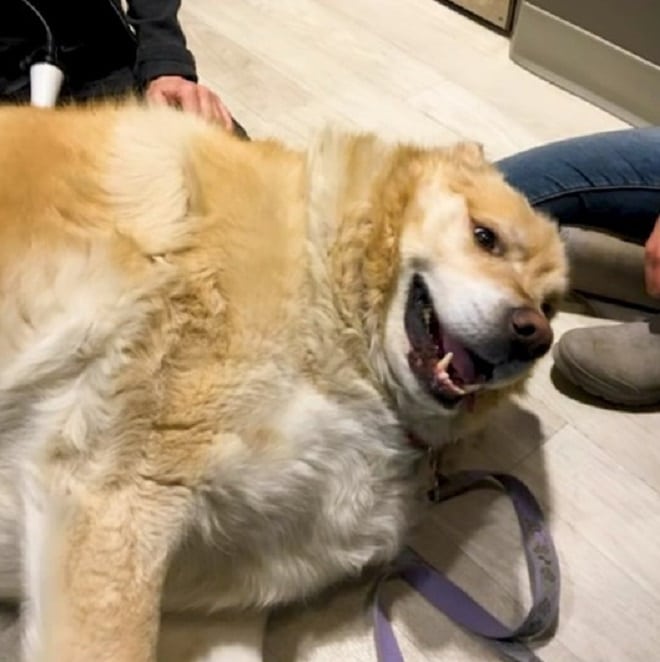 Довольный пес