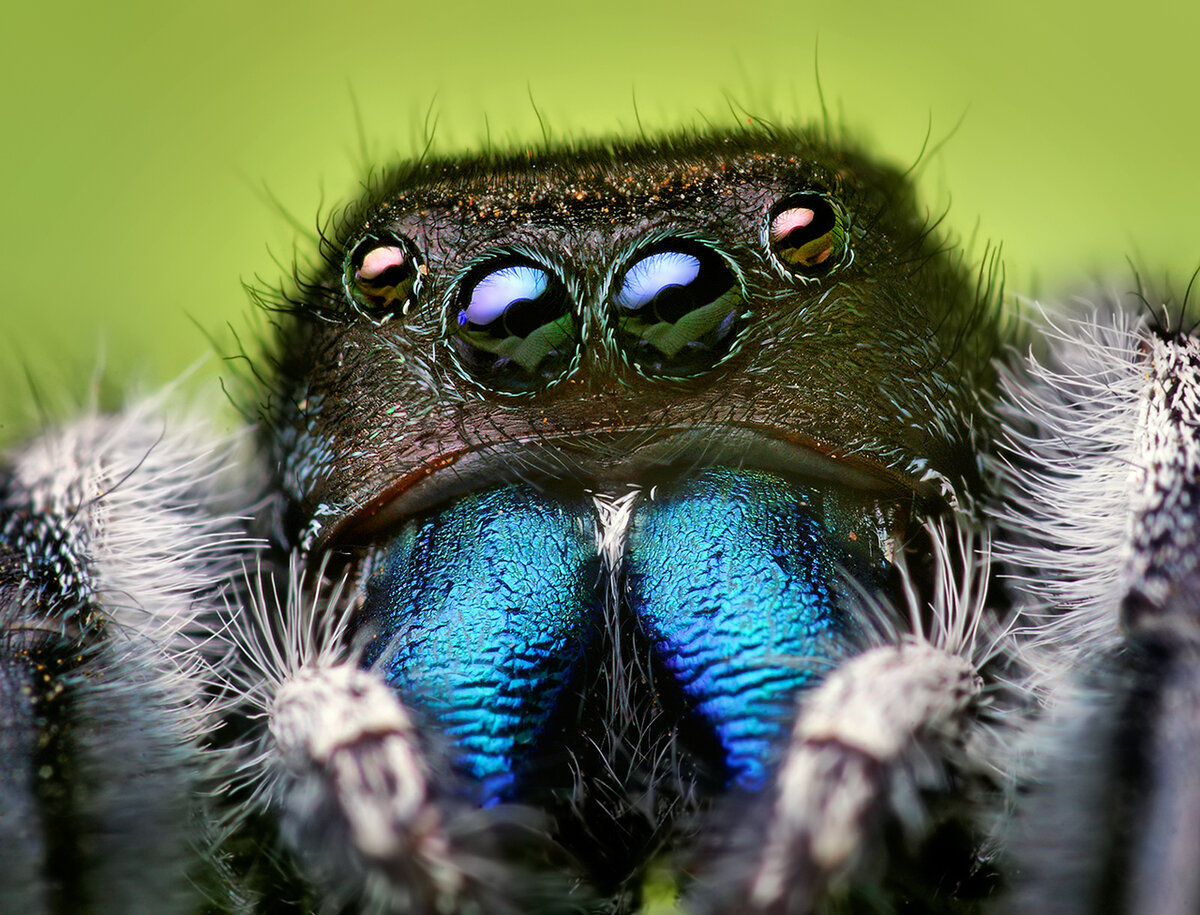 Когда пауки танцуют? глаза, хелицеровых, паутине, вверх, поднимает, видеть, пауку, глазами, зрения, наблюдает, танцем, способные, может, Паукискакуны, можемНо, стало, конце, размера, вместе, позволяют