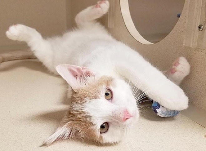 Котик отдыхает