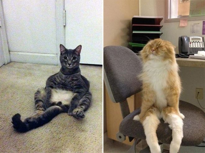 20 котов, которые сидят, как люди и не понимают – чему мы удивляемся? животные,интересное,позитив,фотография
