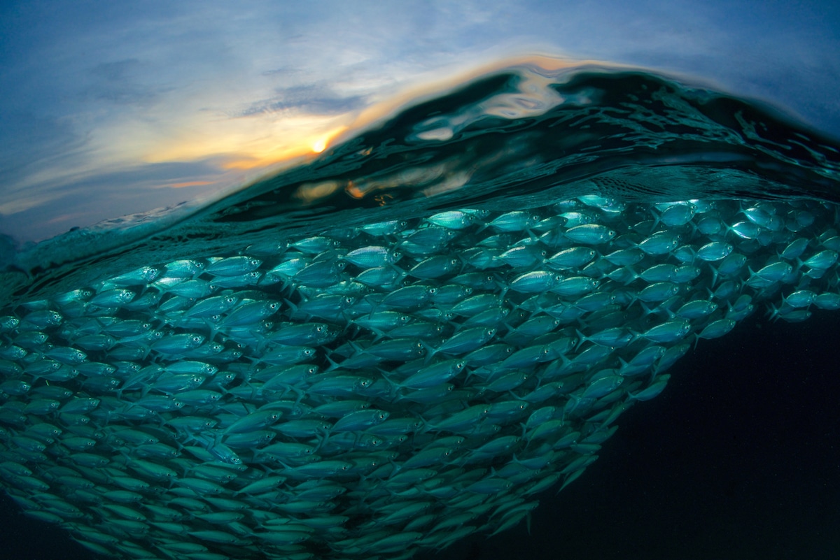 Невероятные снимки с фотоконкурса Sony World Photography Awards 2018 29