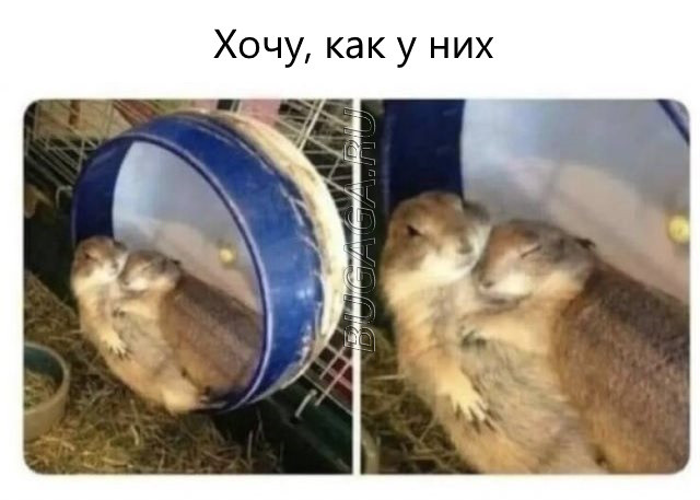 Прикольные мемы для любителей животных Прикольные мемы для любителей животных