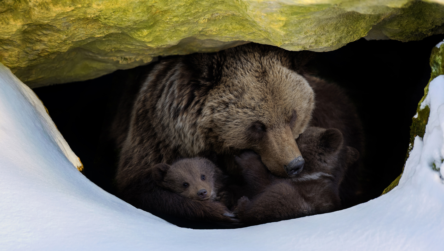 животные, спячка