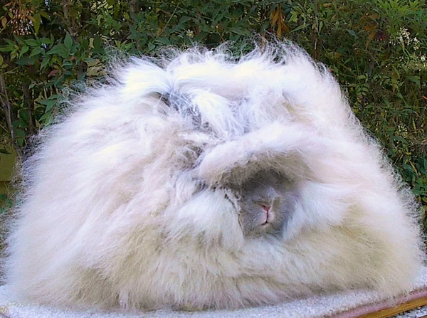 Ангорский кролик (фотография из открытых источников)