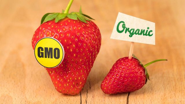 ГМО ваш друг: чем генно-модифицированные овощи лучше обычных растений, очень, растения, мутации, только, могут, изменения, природе, болезням, получается, боятся, генномодифицированные, просто, устойчивых, генах, всегда, используются, направление, генной, давно