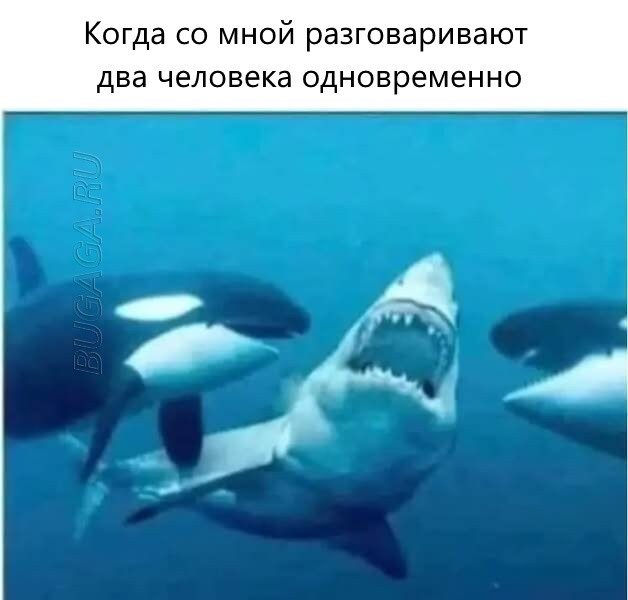 Прикольные мемы для любителей животных Прикольные мемы для любителей животных