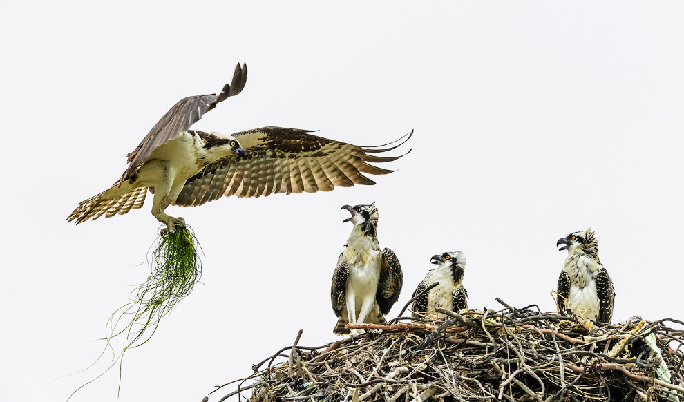 Удивительные фото птиц с конкурса Audubon Photography Awards 2017