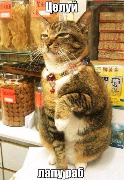 Прикольные картинки и веселые фото с надписями Прикольные картинки и веселые фото с надписями