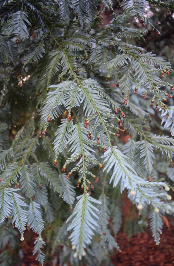 Секвоя вечнозеленая интересные факты об огромном растении Sequoia, sempervirens, секвойя, дерево, может, метров, Секвойя, древесина, дерева, листья, секвои, обитания, имеет, используется, миллионов, гниению, которого, вечнозеленая, Благодаря, очень