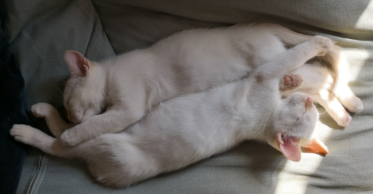 котята