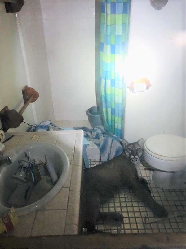 пума в доме