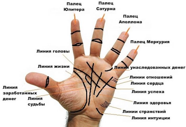 Все важные линии у вас на ладони