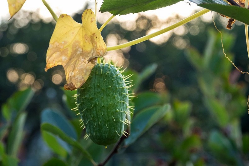 Интересные факты о растениях, которые могут вас удивить Интересные факты о растениях, которые могут вас удивить