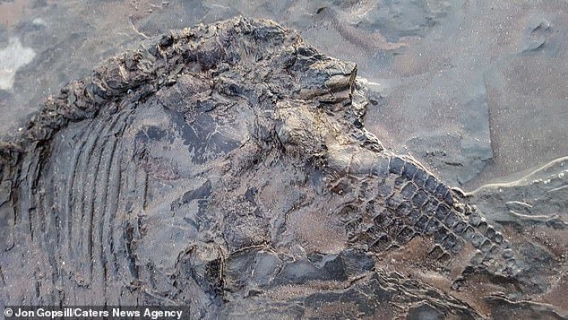В Англии на побережье после шторма нашли окаменевший скелет ихтиозавра Палеонтология, Находка, Скелет, Ихтиозавр, Длиннопост