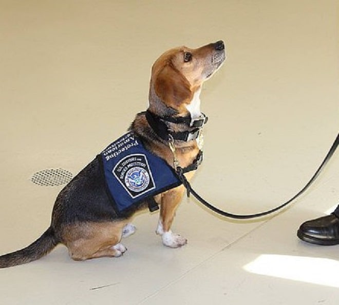 Собака сидит