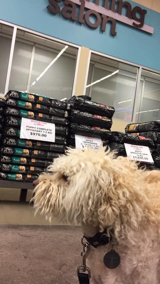 20 вещей, которые вам 100% знакомы, если у вас есть собака 20 вещей, которые вам 100% знакомы, если у вас есть собака