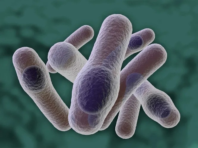 Самые опасные в мире бактерии для человека бактерия, заболевание, палочка, может, человека, стафилококк, является, развивается, туберкулез, около, сифилис, правило, ежегодно, вызывая, Staphylococcus, поражает, pallidum, которого, приводит, tuberculosis