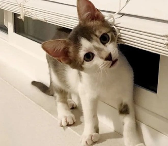 Котенок стоит