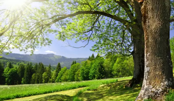 Сегодня мы празднуем Вербное воскресенье