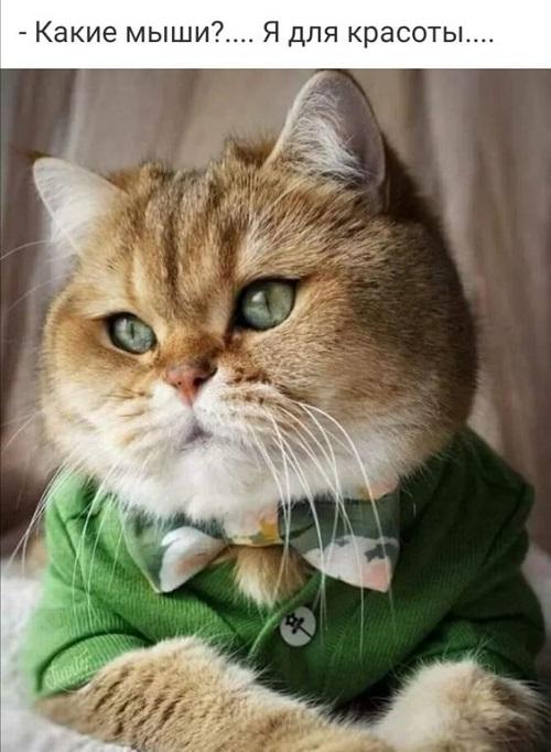 Лишним не будет: подборка юмора Лишним не будет: подборка юмора