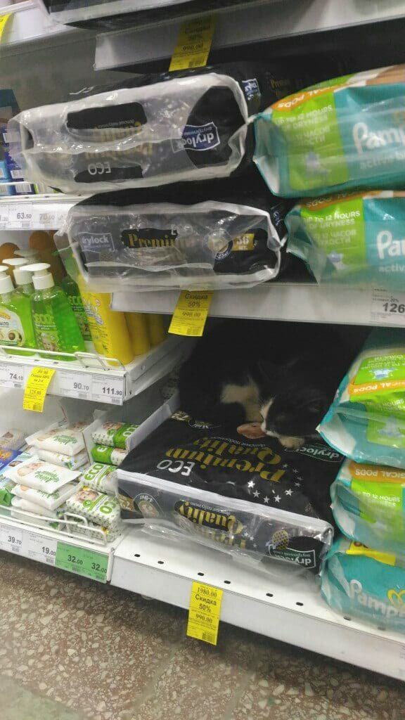 Неожиданные места обитания очаровательных пушистых любимцев не всё так грустно