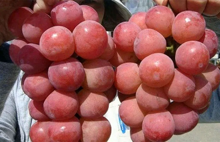 Самые дорогие и необычные продукты в мире