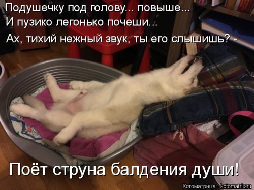 Новая котоматрица для настроения (20 фото)
