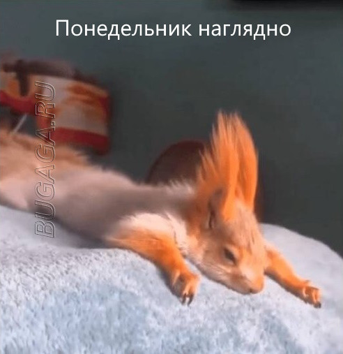 Прикольные мемы для любителей животных Прикольные мемы для любителей животных