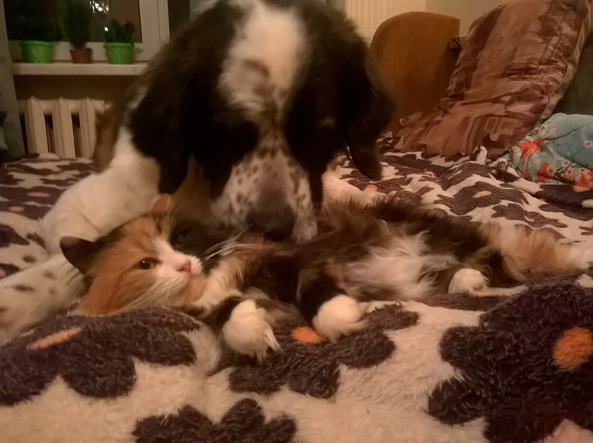 Кошка потеряла хозяйку, а родственники выставили ее в подъезд вместе со старым диваном Кошка потеряла хозяйку, а родственники выставили ее в подъезд вместе со старым диваном не всё так грустно