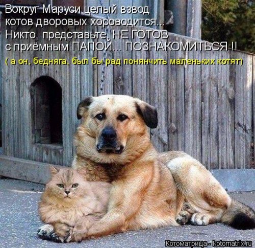 Новая котоматрица для настроения (20 фото)