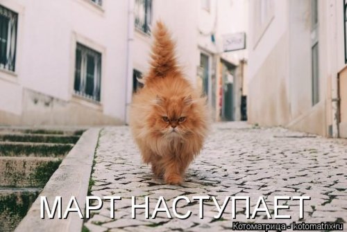 Свежая котоматрица для всех на выходные 