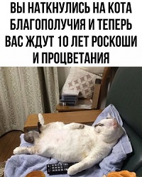 Дневник котэ (один день из жизни) Получилось, можно, мести, куртку, спать,  Утро Эта, разложила, инстинкт, точка, когтеточки…Отдохнуть, решила, Паззлы, Собирать, возможность, рожей, угламВечер Эта, зараза, забыла, гадство, пойму