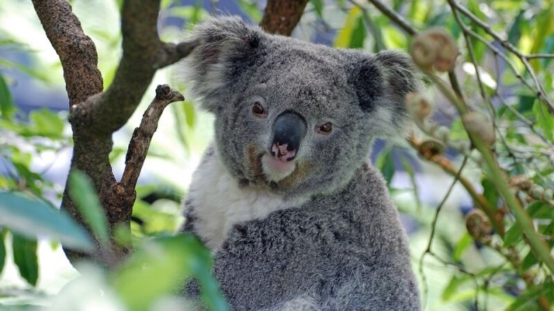 Лишь этот коала не мог прослушивать главу СБУ