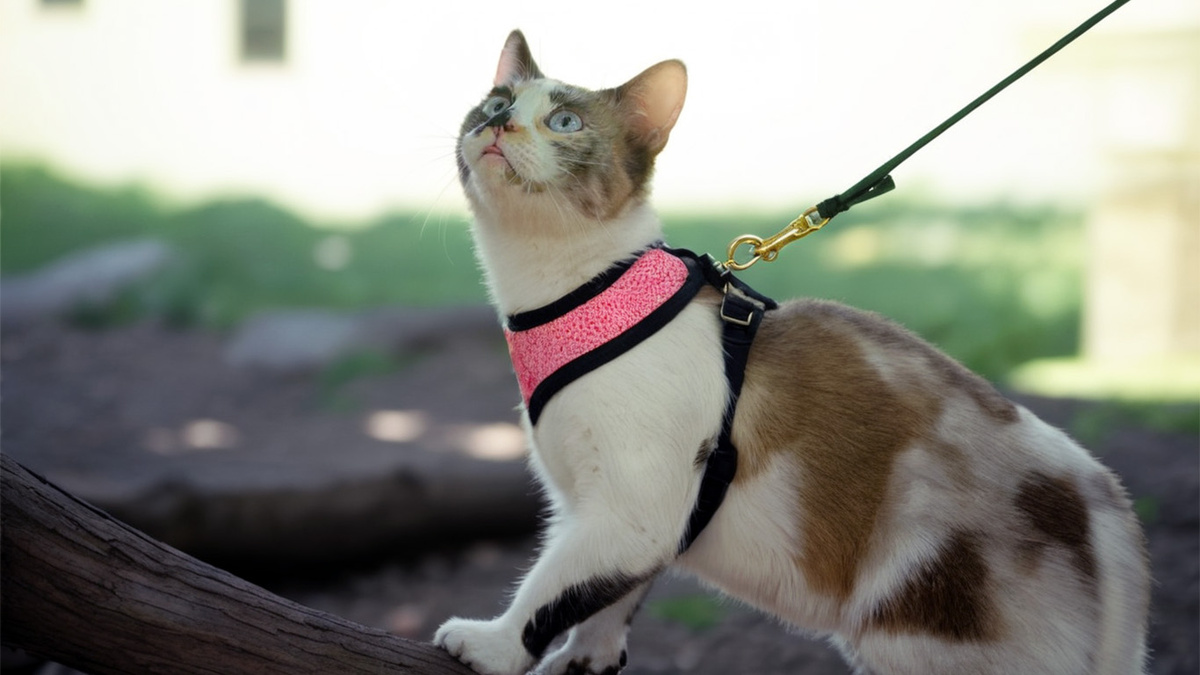 Свадьба сантехника