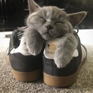 Фото самых милых спящих животных, которые подарят вам улыбку