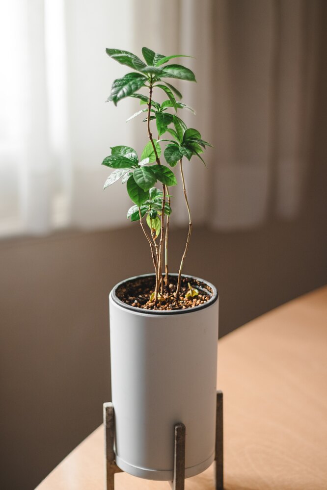 Как заставить ваше кофейное дерево цвести и плодоносить: это не так сложно, как кажется комнатные растения,садоводство