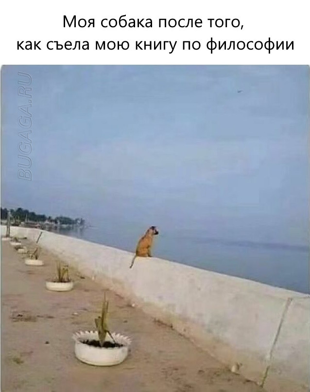 Прикольные мемы для любителей животных Прикольные мемы для любителей животных