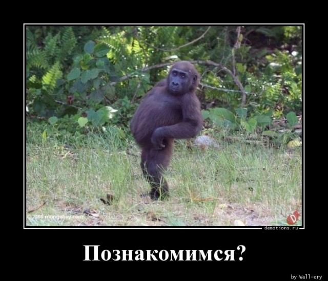 Традиционная коллекция прикольных демотиваторов для поддержания отличного настроения! Традиционная коллекция прикольных демотиваторов для поддержания отличного настроения!