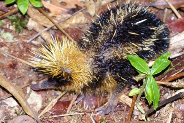 Полосатый тенрек (лат. Hemicentetes semispinosus) (англ. Streaked tenrec)